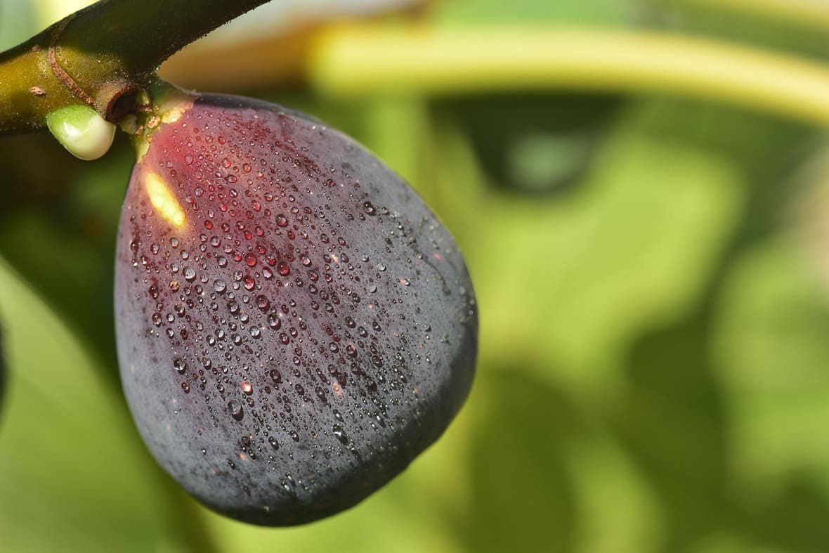 Figue de saison*ATTR