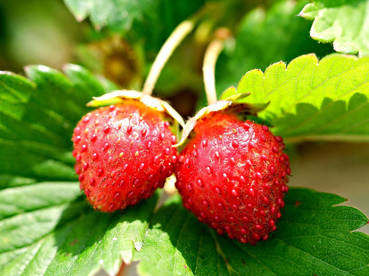 La fraise des bois.*ATTR