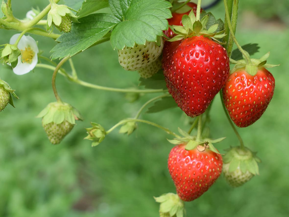 Les fraises selon les saisons.*ATTR