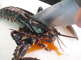 Homard thermidor - 9