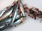 Mille-feuille de sardines au jambon de Bayonne - 4