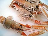 Nem de langoustines et sa sauce curry - 11