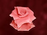 Rose en P&acirc;te d'amande