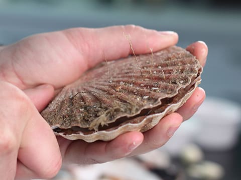 Coquille Saint-Jacques et couteau en croûte de wasabi - 21