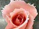 Almond Paste Rose - 12