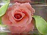 Almond Paste Rose - 15