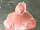 Almond Paste Rose - 8
