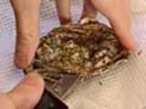 How to shuck oysters - 2