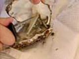How to shuck oysters - 3
