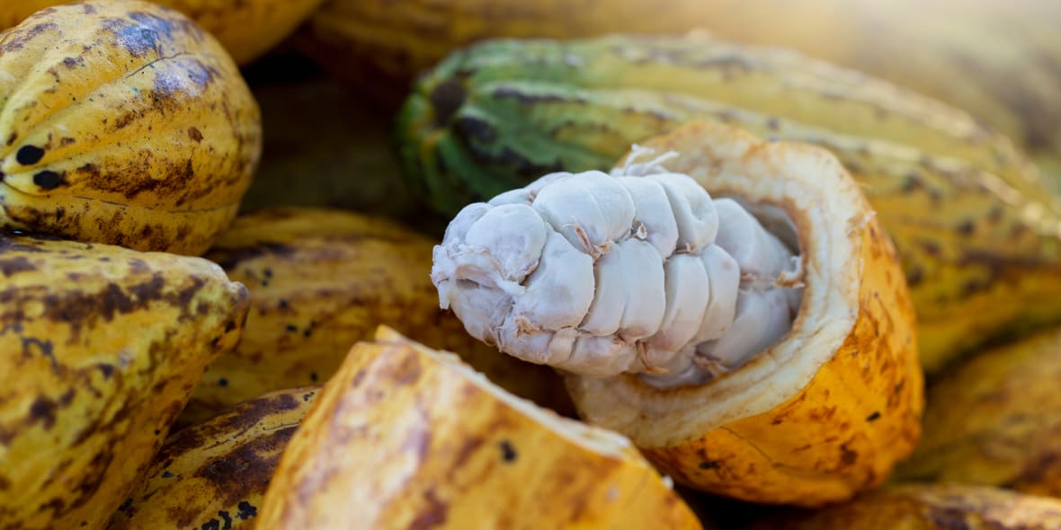 Beurre de Cacao Alimentaire pour Recette Cuisine & Patisserie