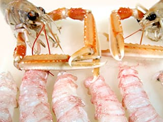 Décortiquer à cru des langoustines