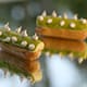 Éclair revisité façon citron meringué