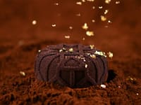 Entremets de Noël "Mistery"