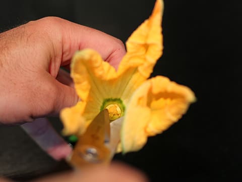 Fleur de courgette farcie - 10