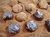 Truffes au chocolat - 20