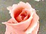 Almond Paste Rose - 11